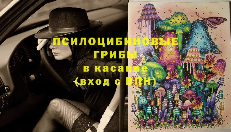 Галлюциногенные грибы Cubensis  Гуково 